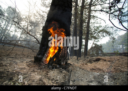 A wlidfire rages through the Texas loblolly pines around Bastrop Texas, 30 miles east of Austin. Stock Photo