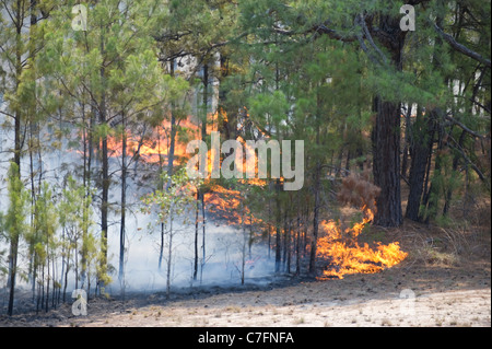 A wlidfire rages through the Texas loblolly pines around Bastrop Texas, 30 miles east of Austin. Stock Photo