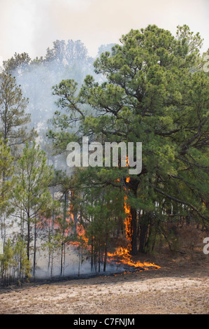 A wlidfire rages through the Texas loblolly pines around Bastrop Texas, 30 miles east of Austin. Stock Photo