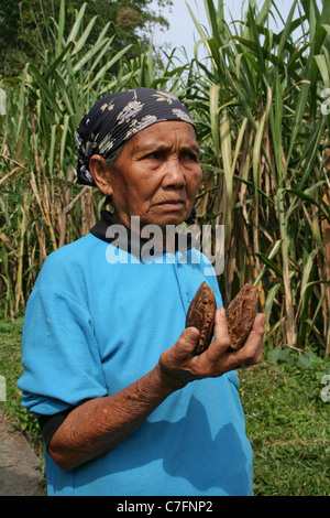 Mature Sumatran Woman Holding Brown Sugar Cakes Formed through Sugar Cane Processing Stock Photo