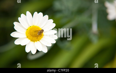 Pollen wasp on daisy Stock Photo