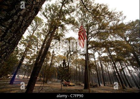 American flag flies amid charred trees after wildfire burned through pine forest in rural area of Bastrop, Texas east of Austin Stock Photo