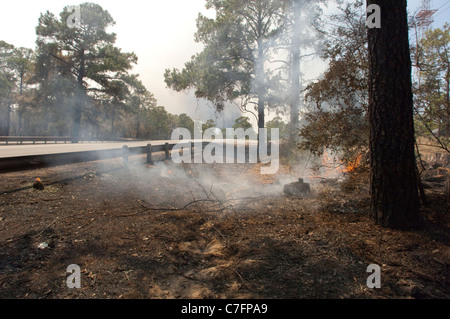 Flame and smoke from a hotspot remain after a wildfire burned through a pine forest in rural area of Bastrop, Texas near Austin Stock Photo