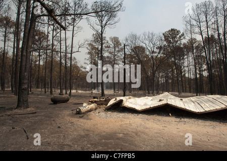 Charred trees and collapsed metal building remain after wildfire burned through pine forest in rural area of Bastrop, Texas Stock Photo