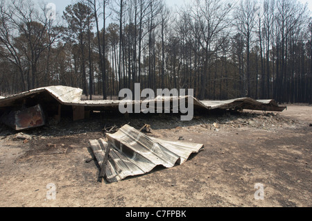 Charred trees and collapsed metal building remain after wildfire burned through pine forest in rural area of Bastrop, Texas Stock Photo
