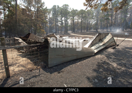 Charred trees and collapsed metal building remain after wildfire burned through pine forest in rural area of Bastrop, Texas Stock Photo