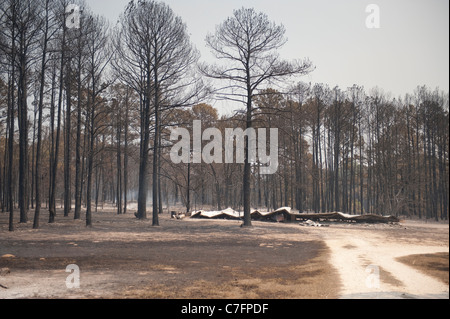 Charred trees and collapsed metal building remain after wildfire burned through pine forest in rural area of Bastrop, Texas Stock Photo