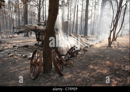 Charred trees and collapsed shed remain after wildfire burned through pine forest in rural area of Bastrop, Texas near Austin Stock Photo