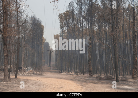 Charred trees remain after wildfire burned through pine forest in rural area of Bastrop, Texas, 30 miles east of Austin. Stock Photo