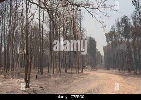 Charred trees remain after wildfire burned through pine forest in rural area of Bastrop, Texas, 30 miles east of Austin. Stock Photo