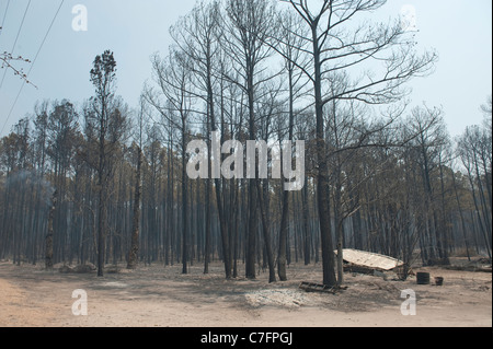 Charred trees remain after wildfire burned through pine forest in rural area of Bastrop, Texas, 30 miles east of Austin. Stock Photo