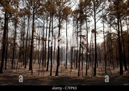 Plume of smoke rises from hotspot left after wildfire burned through pine forest in rural area of Bastrop, Texas, 30 miles east Stock Photo