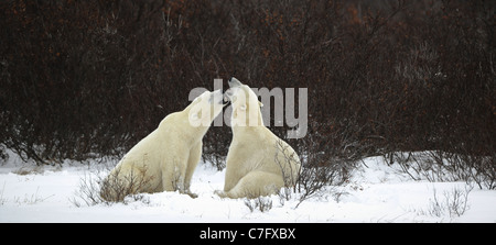 Dialogue of polar bears. Two polar bears have met against a dark bush and are measured by mouths. Stock Photo