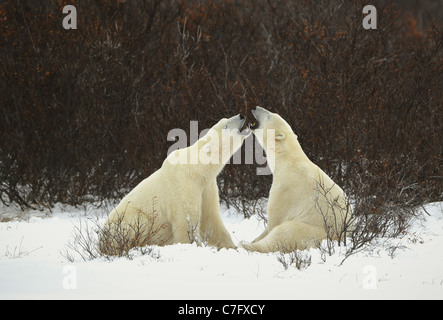 Dialogue of polar bears. Two polar bears have met against a dark bush and are measured by mouths. Stock Photo