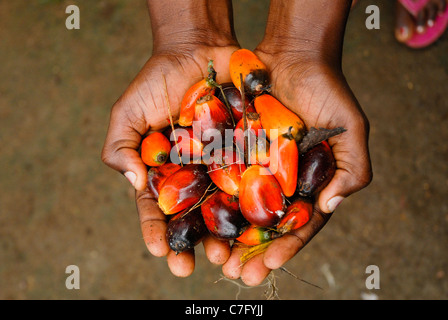 Oil palm fruit or dendê Elaeis guineensis Sao Tome and Principe Africa Generic name is derived from the Greek for oil elaion. Stock Photo