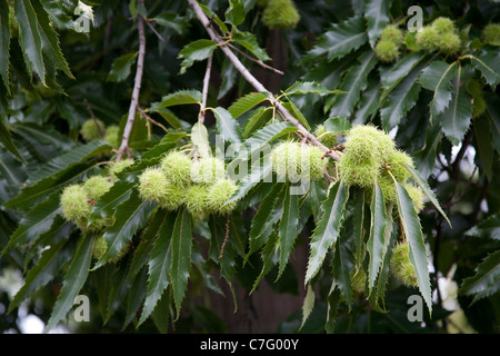 The nuts of the sweet chestnut castanea sativa tree hanging on the branches, UK Stock Photo