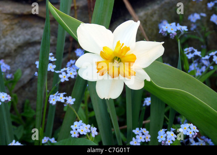 Spring flowers of daffodils and forget-me-nots blooming in garden near rock wall, New England, Vermont Stock Photo