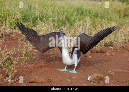 Blue-footed Booby (Sula nebouxii) sky pointing during courtship dance on North Seymour Island in the Galapagos Islands, Ecuador Stock Photo