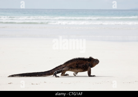 Marine Iguana (Amblyrhynchus cristatus hassi) walking on a sandy beach towards the Pacific Ocean shore in the Galapagos Stock Photo