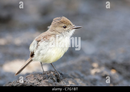 Large-billed Flycatcher (Myiarchus magnirostris) Stock Photo