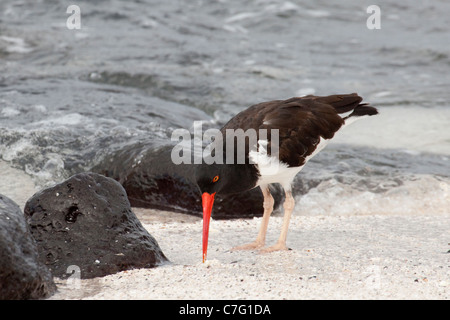 American Oystercatcher (Haematopus palliatus) foraging at the water's edge in the Pacific Ocean Stock Photo