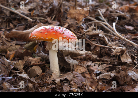 Fly Agaric Amanita Muscaria Amanitaceae poisonous Stock Photo