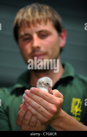 A flamingo chick is hand reared at Paignton Zoo. Stock Photo