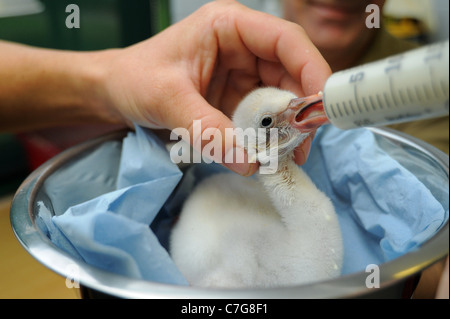 A flamingo chick is hand reared at Paignton Zoo. Stock Photo