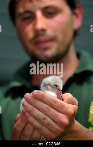 A flamingo chick is hand reared at Paignton Zoo. Stock Photo