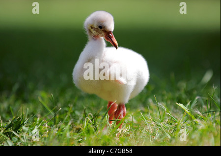 A flamingo chick is hand reared at Paignton Zoo. Stock Photo