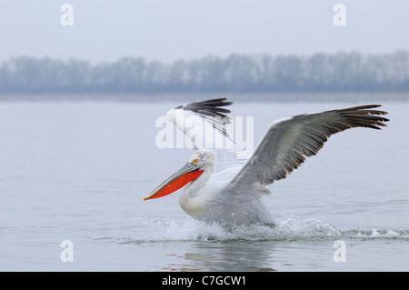 Dalmatian Pelican (Pelecanus crispus) landing on water, adult in breeding plumage, Lake Kerkini, Greece Stock Photo