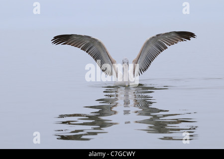 Dalmatian Pelican (Pelecanus crispus) juvenile landing on water, Lake Kerkini, Greece Stock Photo