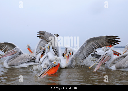 Dalmatian Pelican (Pelecanus crispus) group fighting over fish, Lake Kerkini, Greece Stock Photo