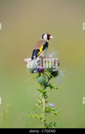 Goldfinch (Carduelis carduelis) feeding on thistle seeds, Oxfordshire, UK Stock Photo