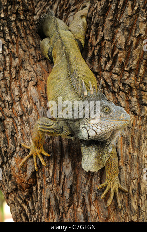 Iguana (Iguana iguana) climbing down tree, Parque Bolivar, Guayaquil, Ecuador Stock Photo