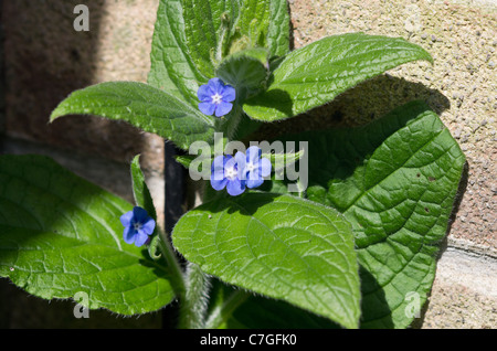 Pentaglottis sempervirens green alkanet, evergreen bugloss or alkanet Stock Photo