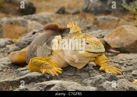 Land Iguana (Conolophus sp.) adult male, Galapagos Islands, Ecuador Stock Photo