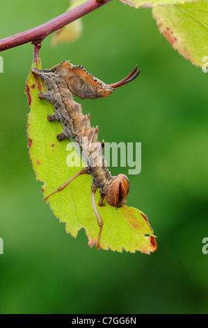 Lobster Moth (Stauropus fagi) larva feeding on blackthorn leaf, Oxfordshire, UK Stock Photo