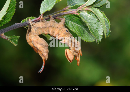 Lobster Moth (Stauropus fagi) fully grown larva at rest on blackthorn foodplant, Oxfordshire, UK Stock Photo
