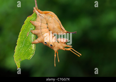 Lobster Moth ( Stauropus fagi) fully grown larva at rest on blackthorn leaf, Oxfordshire, UK Stock Photo