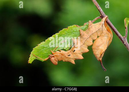 Lobster Moth (Stauropus fagi) fully grown larva feeding on blackthorn leaf, Oxfordshire, UK Stock Photo