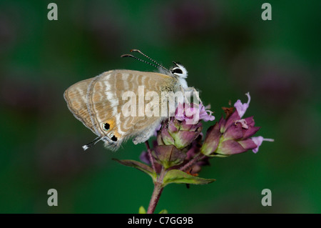 Long-tailed Blue Butterfly (Lampides boeticus) adult resting on flower, captive bred, Europe Stock Photo