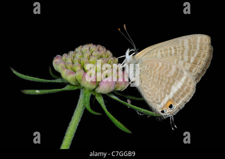 Long-tailed Blue Butterfly (Lampides boeticus) adult resting on flowerhead, captive bred, Europe. Stock Photo