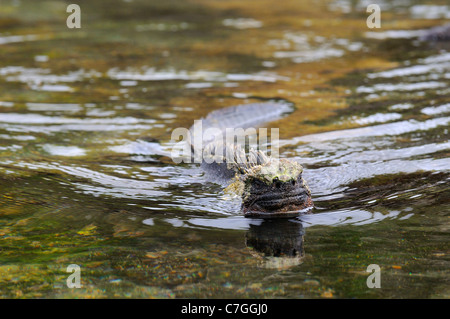 Marine Iguana (Amblyrhynchus cristatus) in water swimming, Galapagos Islands, Ecuador Stock Photo