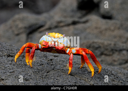 Sally Lightfoot Crab (Grapsus grapsus) standing on black lava, Galapagos, Islands, Ecuador Stock Photo