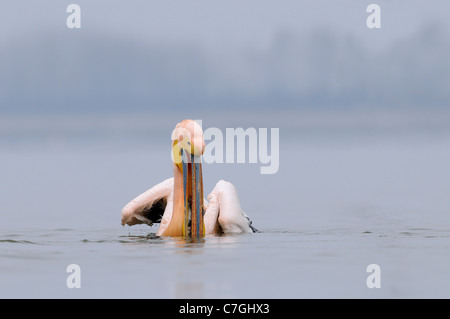 White Pelican (Pelecanus onocrotalus) in breeding plumage, on water catching fish, Lake Kerkini, Greece Stock Photo