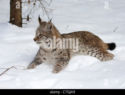 CARPATHIAN LYNX Lynx lynx carpathica