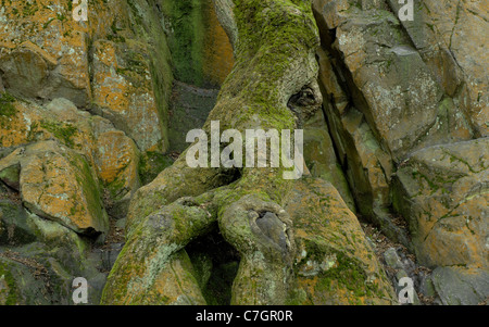Forrest Uk Rocks Precambrian rock outcrop in Outwoods, Charnwood Forest, Leicestershire ...