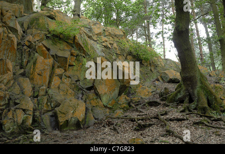 Forrest Uk Rocks Precambrian rock outcrop in Outwoods, Charnwood Forest, Leicestershire ...