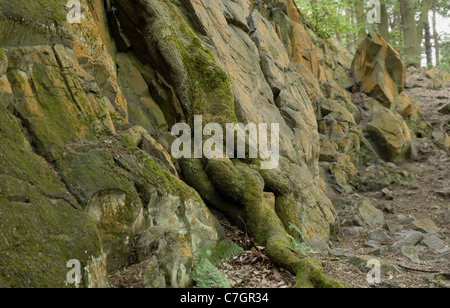 Forrest Uk Rocks Precambrian rock outcrop in Charnwood Forest. These rocks are around ...